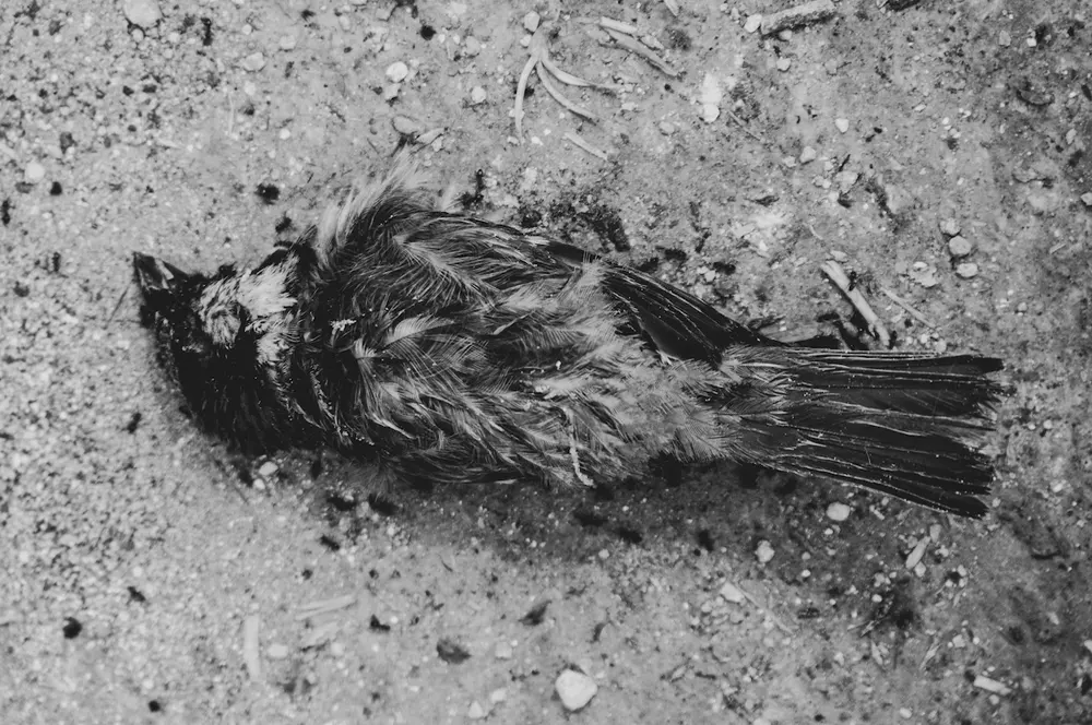 dead bird in their dream